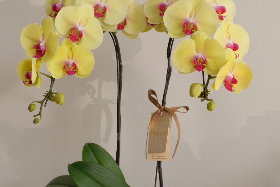 Yellow phalaenopsis orchids in a black pot with a gift tag, from Bamboo Green Florist, Penang