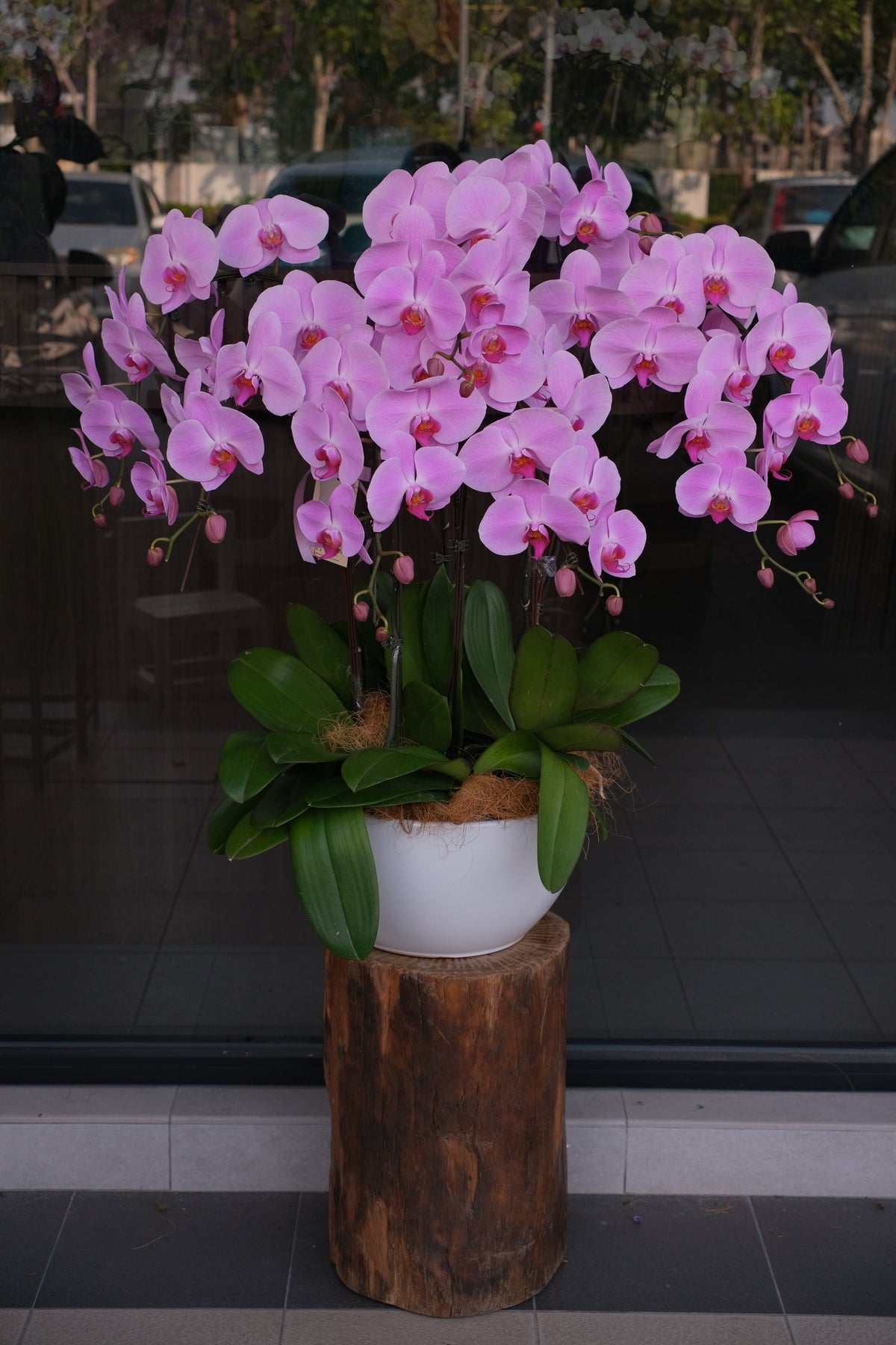 Phalaenopsis Orchids- Light Purple by Bamboo Green Florist, Penang