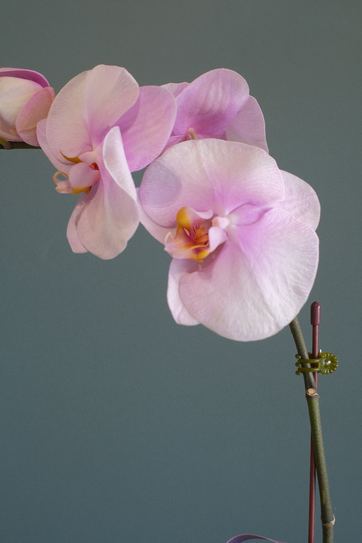 Love Being Your'chid- Blush Purple Bouquet by Bamboo Green Florist, Penang, photo 4