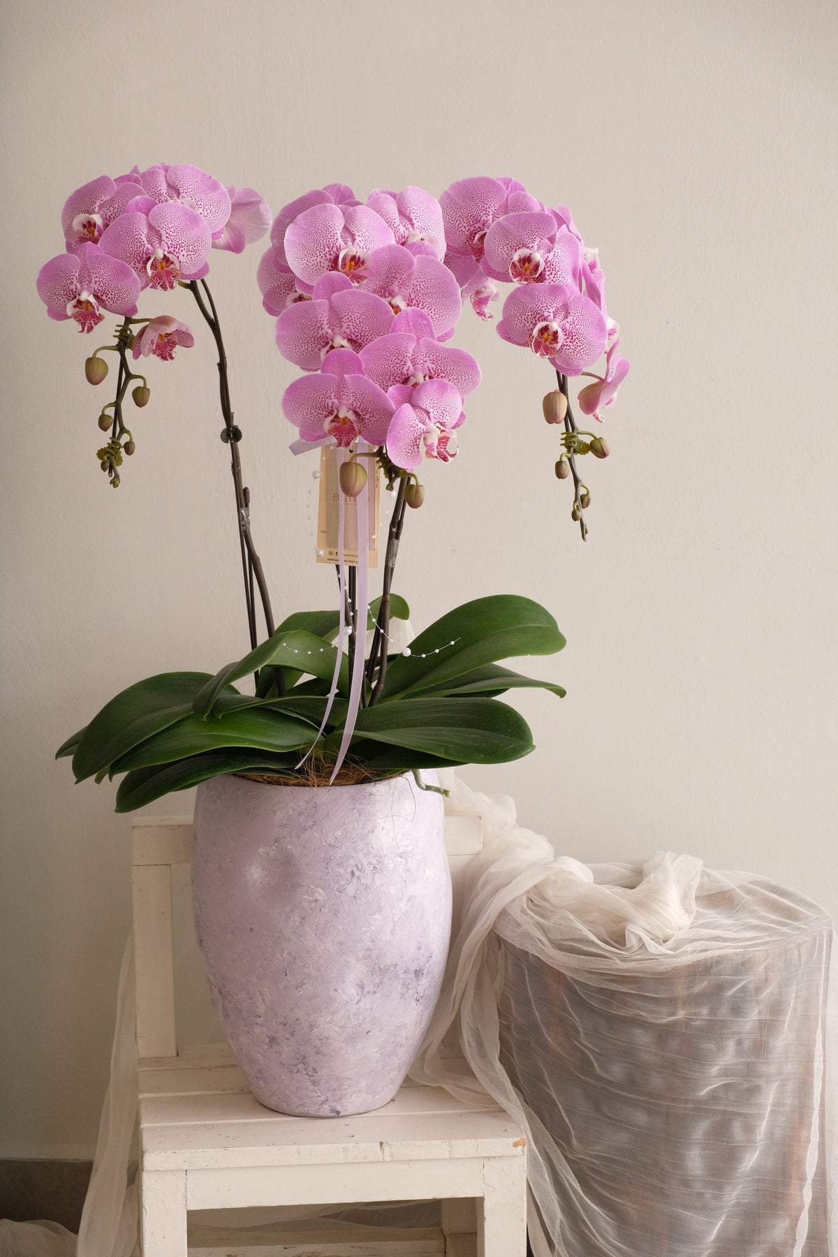 Fresh Lumière Phalaenopsis Orchids by Bamboo Green Florist, Penang