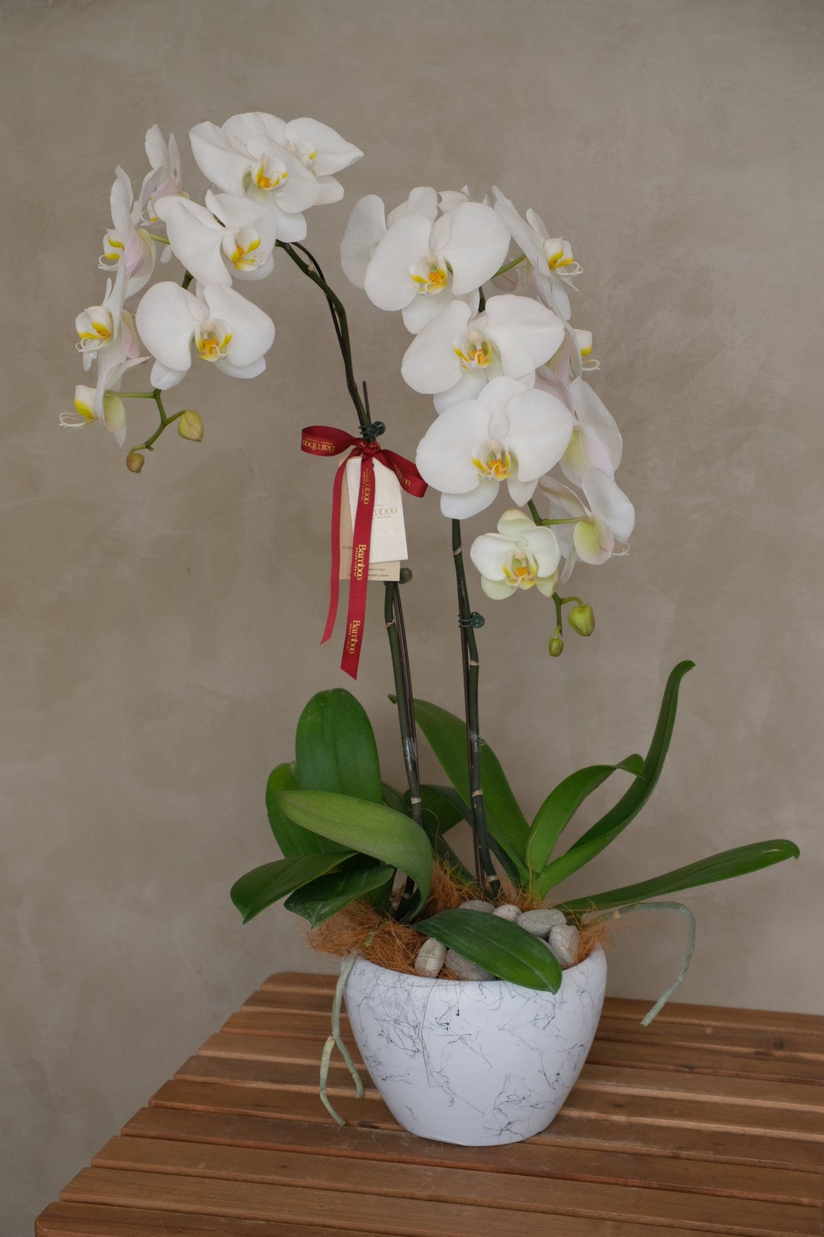White Phalaenopsis Orchid by Bamboo Green Florist, Penang, photo 2