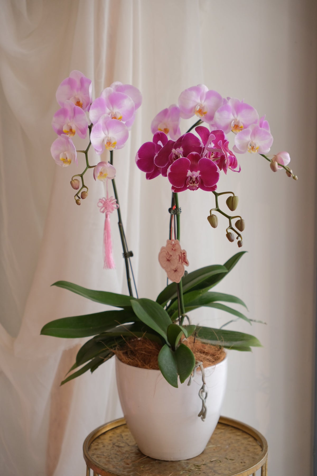 Phalaenopsis - Heritage Orchids (Mix) by Bamboo Green Florist, Penang