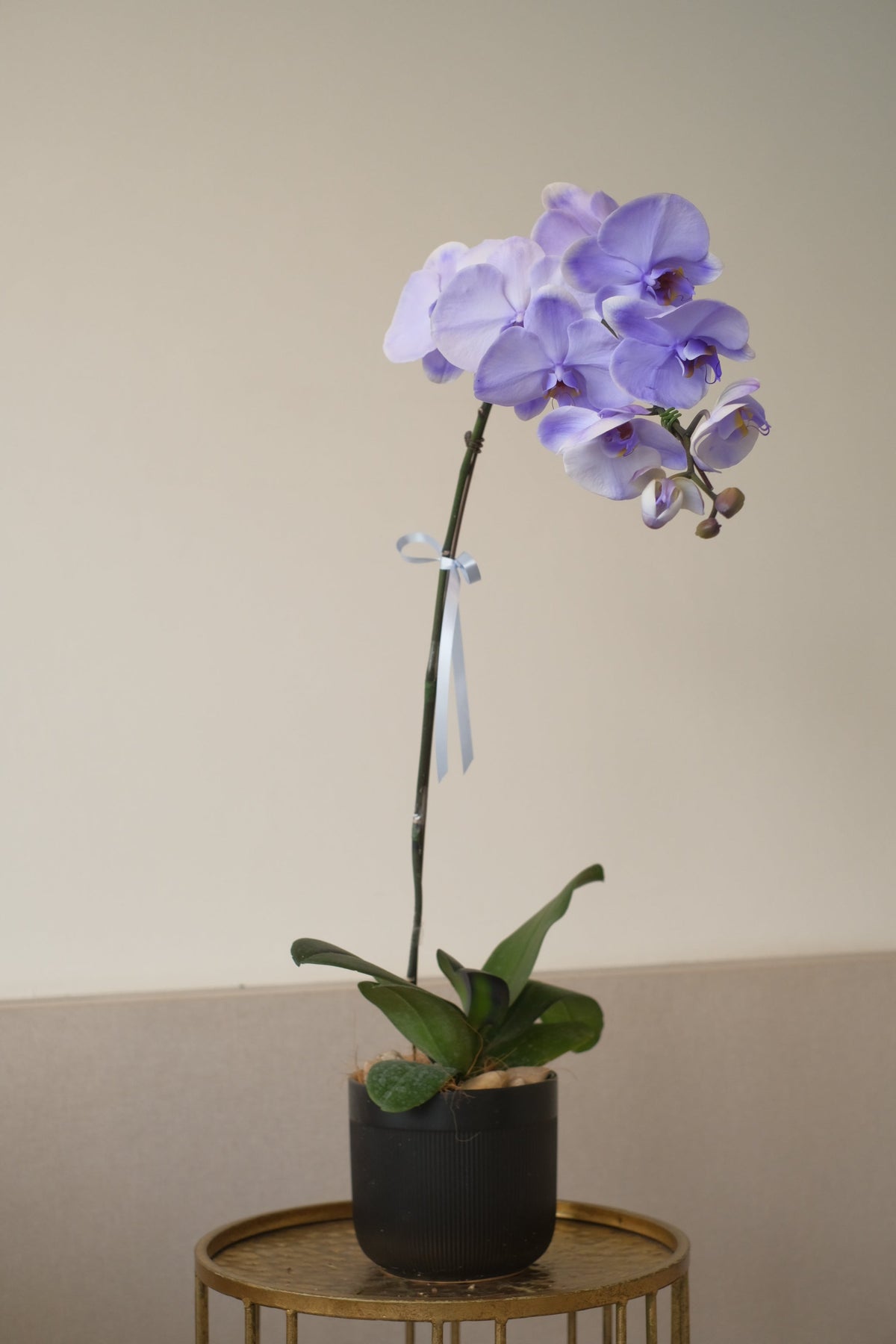 Keningston Orchid (Dyed Blue) by Bamboo Green Florist, Penang