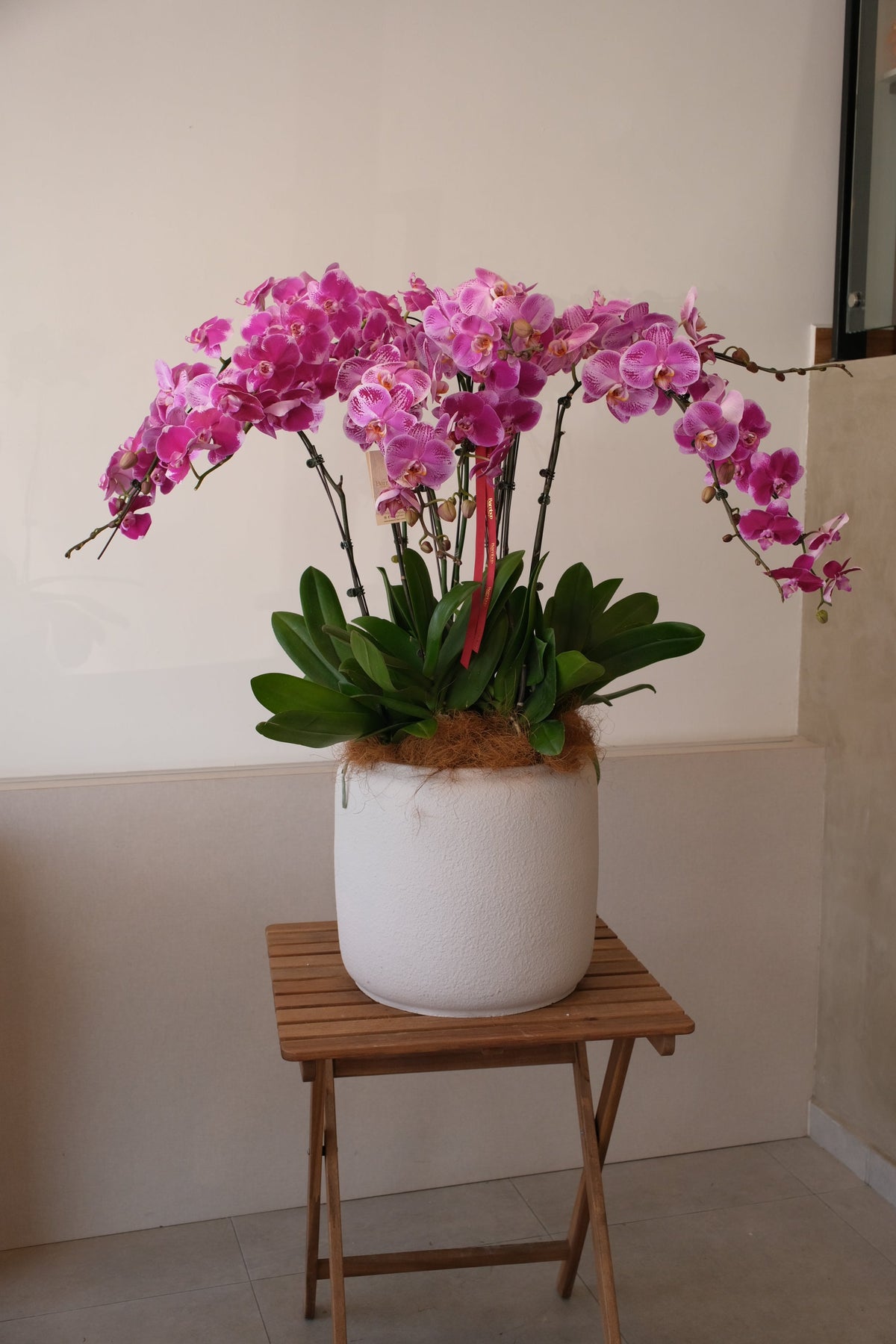 Mixed Phalaenopsis Orchids - Torres by Bamboo Green Florist, Penang, photo 3