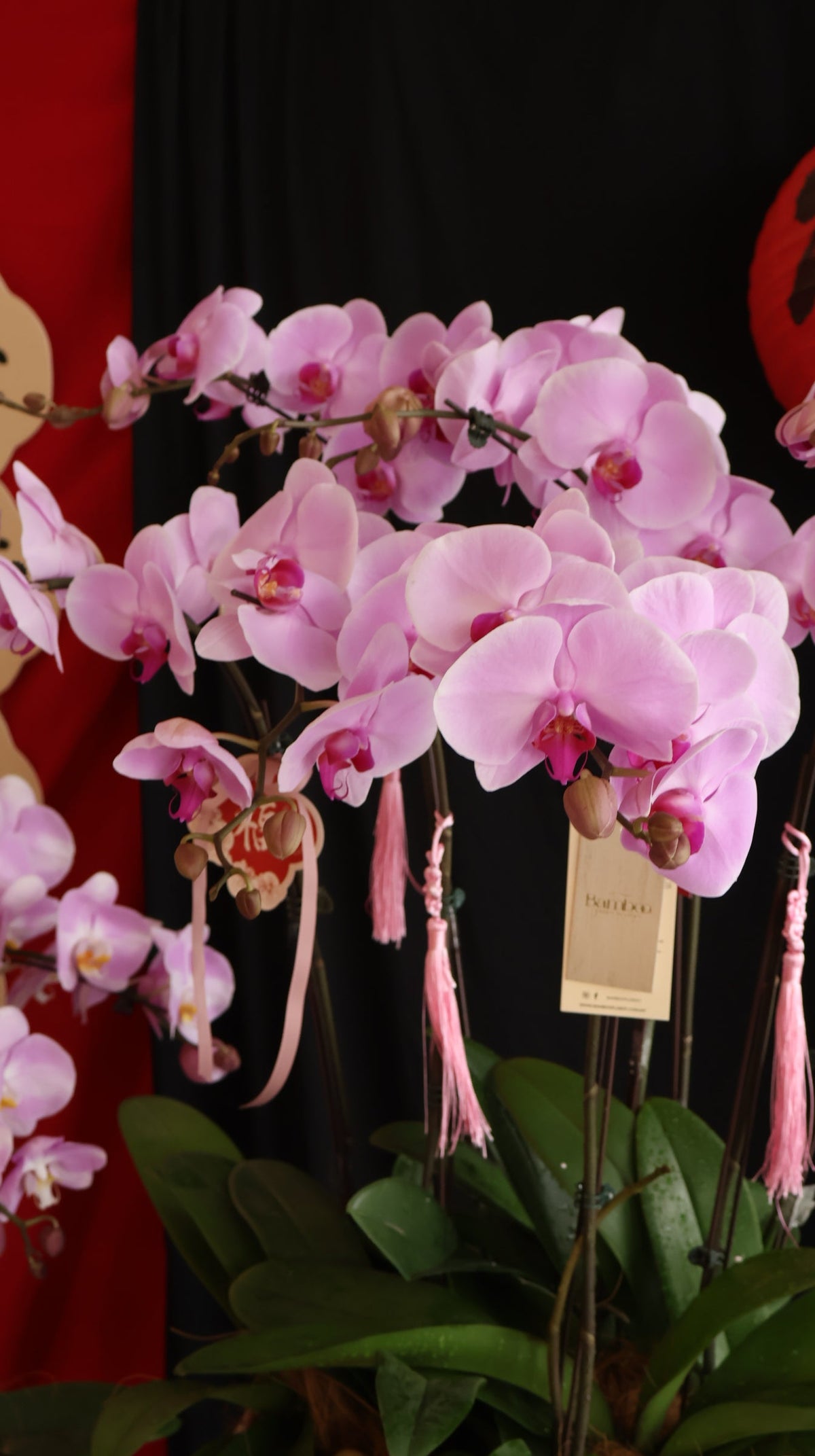 Opulent Phalaenopsis Orchid - Light Purple by Bamboo Green Florist, Penang, photo 10