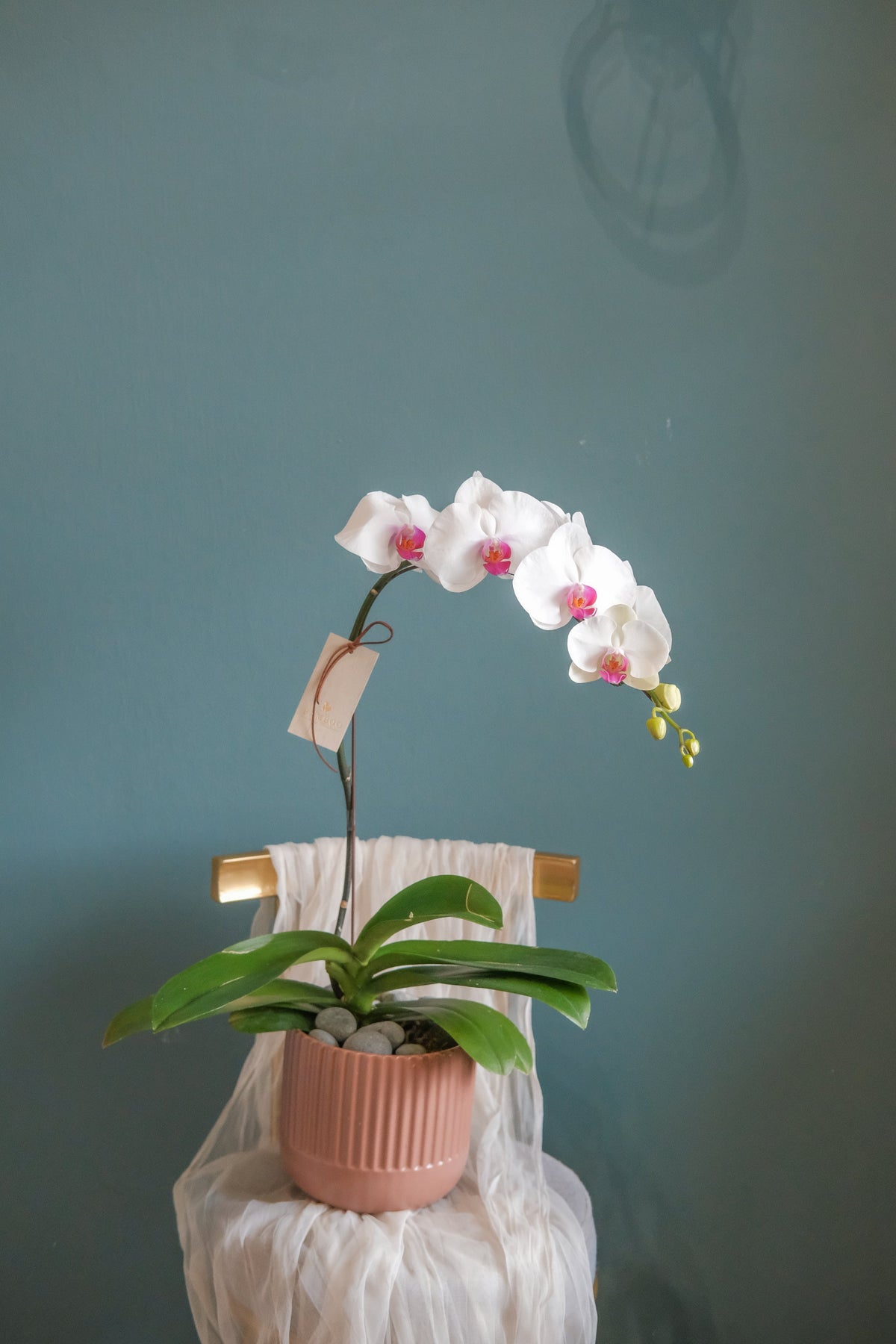 Luciana Orchid Pot by Bamboo Green Florist, Penang, photo 3