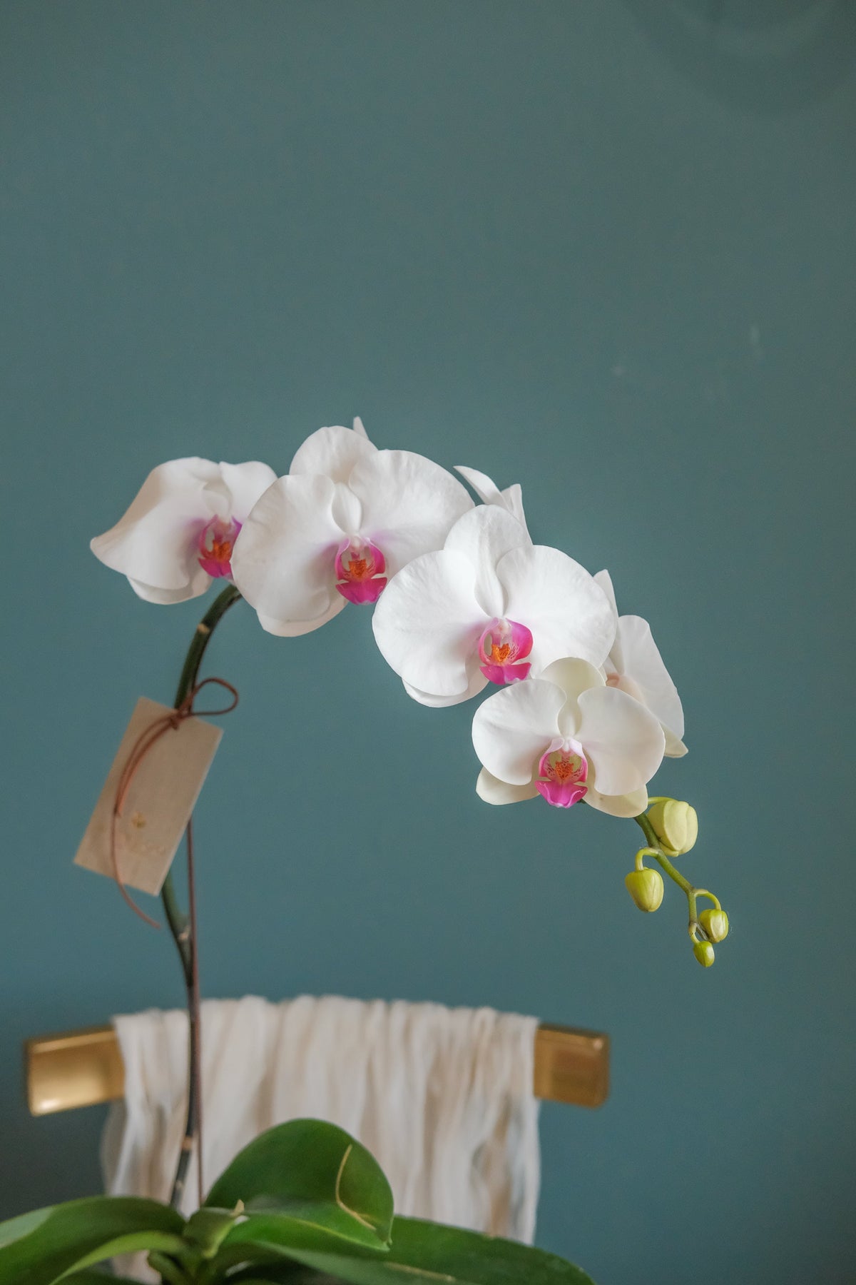 Luciana Orchid Pot by Bamboo Green Florist, Penang, photo 4