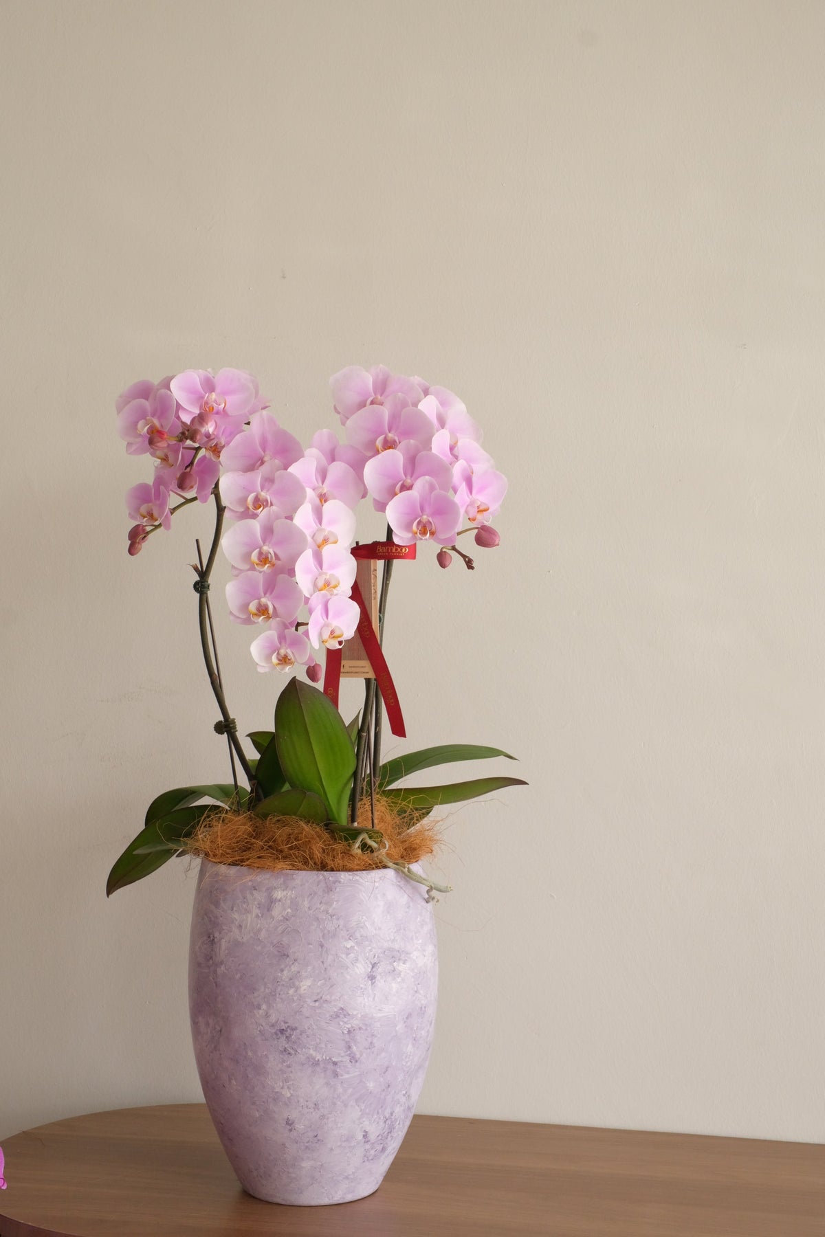 Fresh Lumière Phalaenopsis Orchids by Bamboo Green Florist, Penang, photo 2