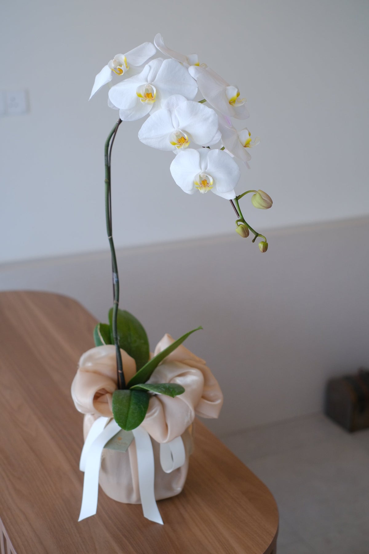 The Capsule Orchid - Nuna White Single by Bamboo Green Florist, Penang