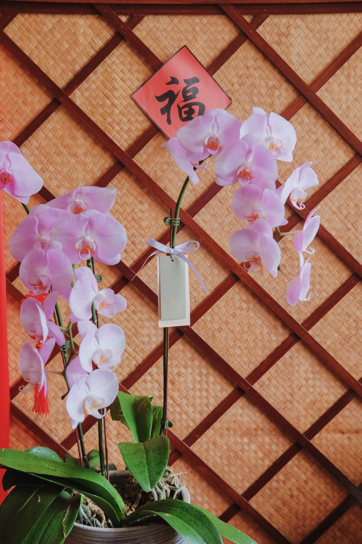 Fortune Phalaenopsis - Dark Purple Orchid Pot by Bamboo Green Florist, Penang, photo 5