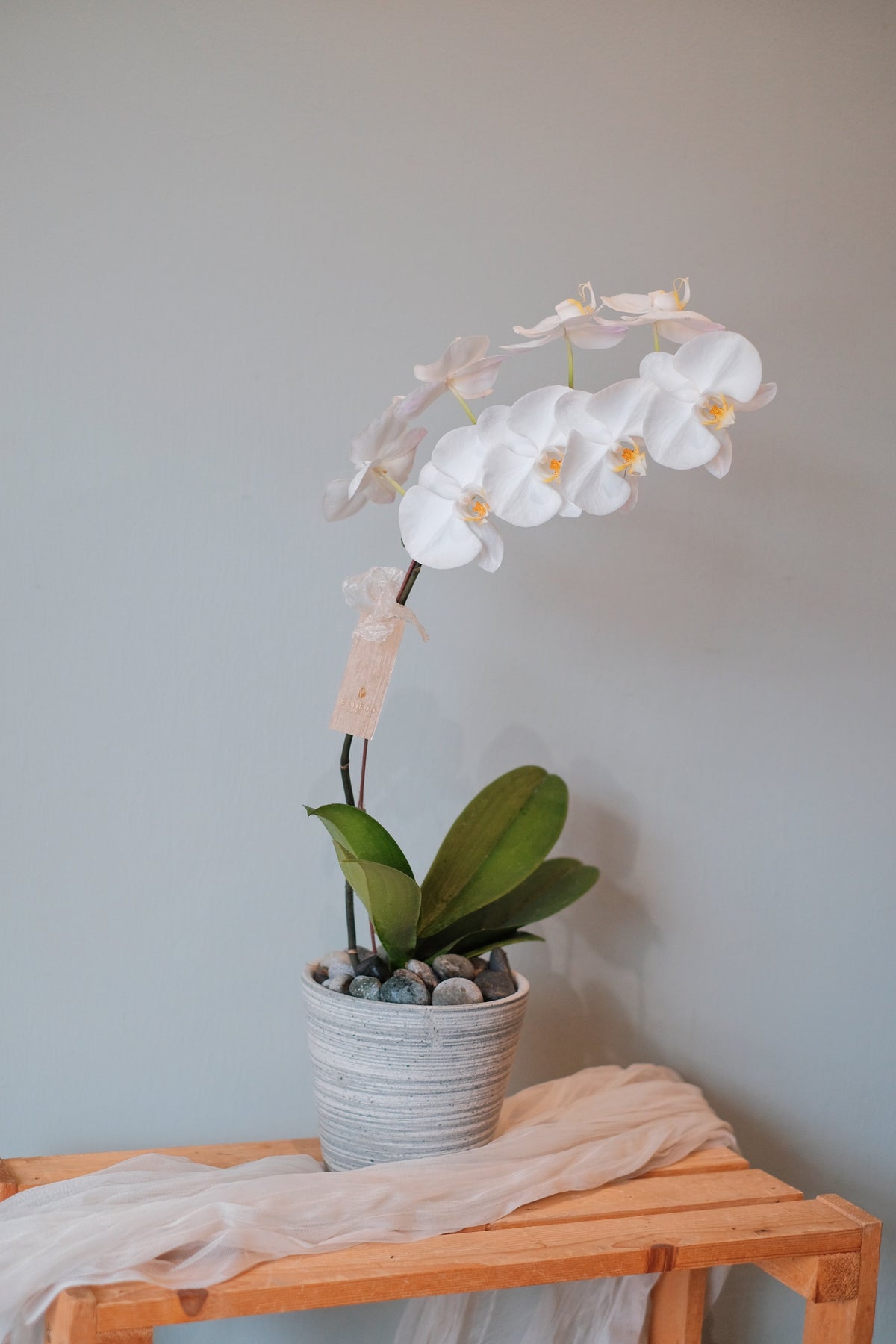 Love Being Your'chid - White Phalaenopsis Orchid by Bamboo Green Florist, Penang, photo 4