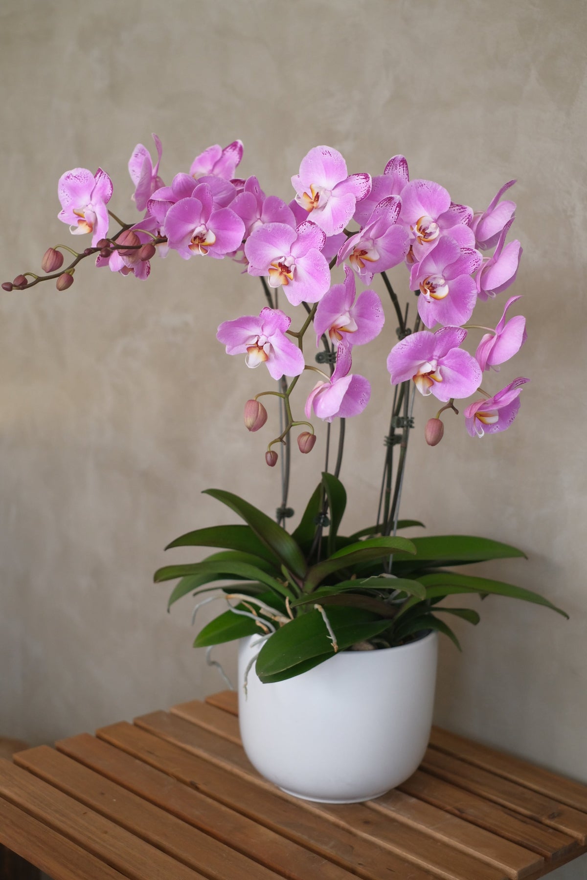Phalaenopsis Orchids- Light Purple by Bamboo Green Florist, Penang, photo 3