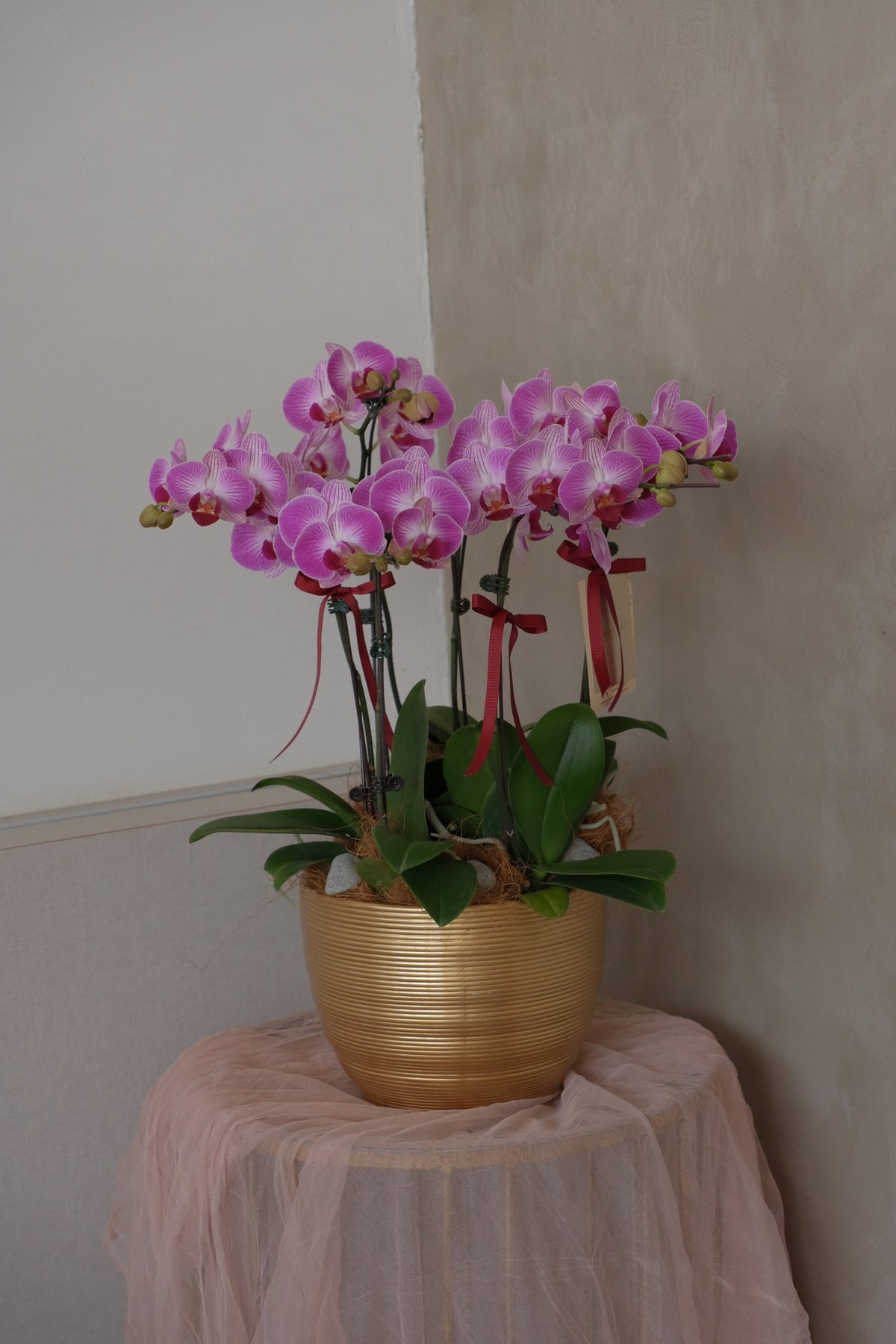 Midi Orchids - Baby Grand by Bamboo Green Florist, Penang