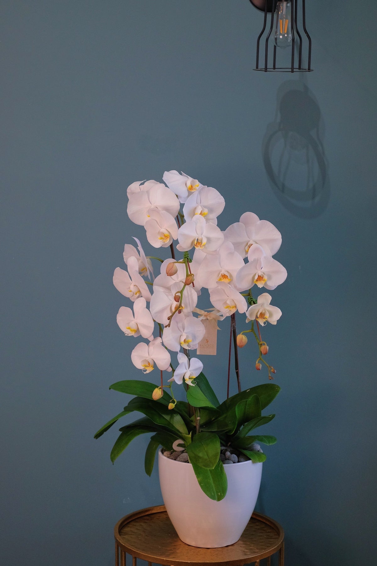 White Phalaenopsis Orchid by Bamboo Green Florist, Penang, photo 7