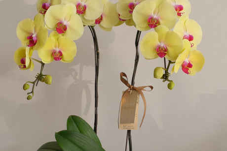 Yellow phalaenopsis orchids in a black pot with a gift tag, from Bamboo Green Florist, Penang