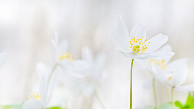 Condolence &amp; funeral flowers