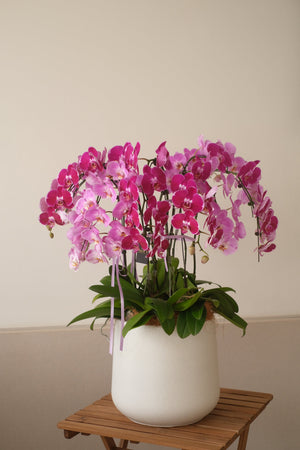 Mixed Phalaenopsis Orchids - Torres by Bamboo Green Florist, Penang, photo 5