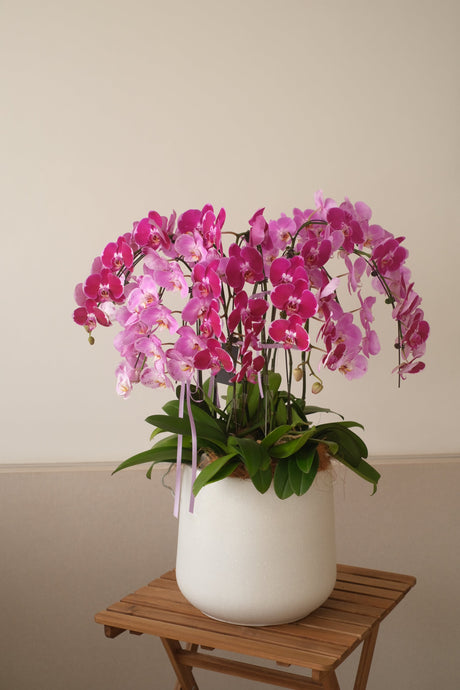 Mixed Phalaenopsis Orchids - Torres by Bamboo Green Florist, Penang, photo 6