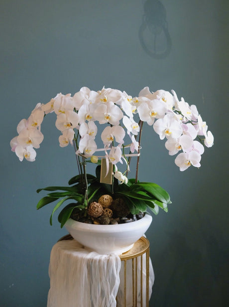White Phalaenopsis Orchid by Bamboo Green Florist, Penang, photo 6