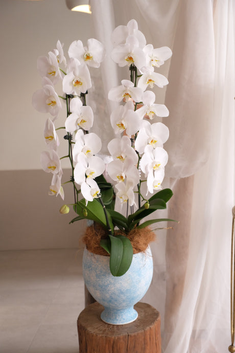 Puni Petals Orchids by Bamboo Green Florist, Penang, photo 3