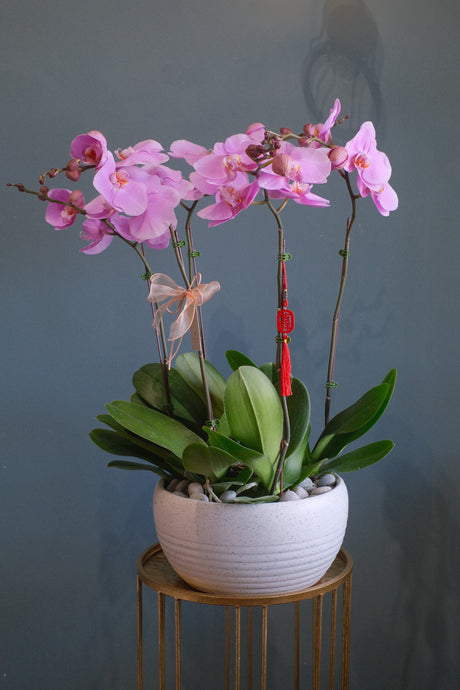 Phalaenopsis Orchids- Light Purple by Bamboo Green Florist, Penang, photo 6