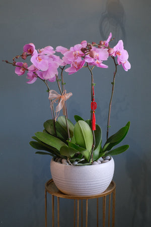 Opulent Phalaenopsis Orchid - Light Purple by Bamboo Green Florist, Penang, photo 5