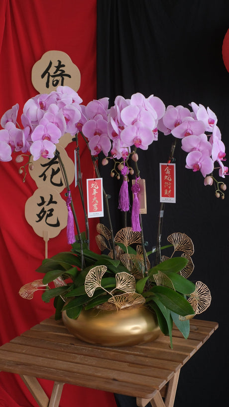 Phalaenopsis Orchids- Light Purple by Bamboo Green Florist, Penang, photo 8