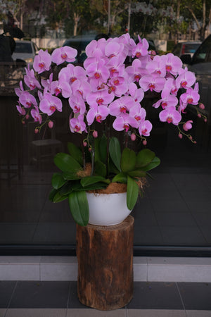 Phalaenopsis Orchids- Light Purple by Bamboo Green Florist, Penang