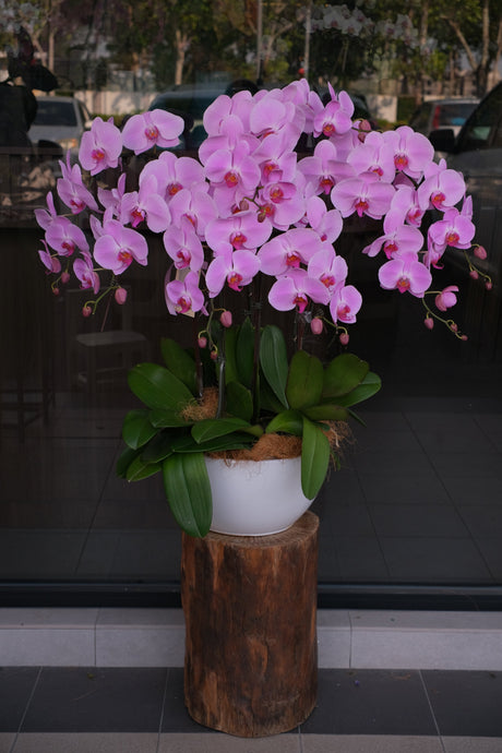 Phalaenopsis Orchids- Light Purple by Bamboo Green Florist, Penang