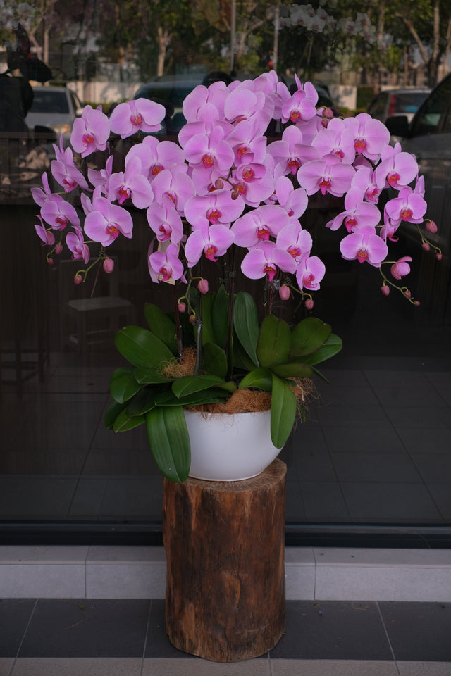 Phalaenopsis Orchids- Light Purple by Bamboo Green Florist, Penang