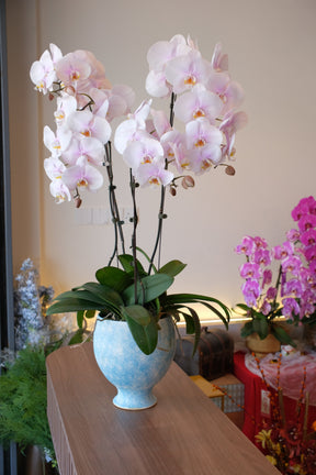 Bloom Cadence Fresh Orchids by Bamboo Green Florist, Penang