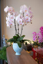 Bloom Cadence Fresh Orchids by Bamboo Green Florist, Penang