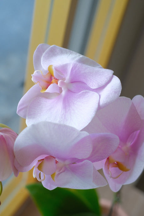 Love Being Your'chid- Blush Purple Bouquet by Bamboo Green Florist, Penang, photo 5
