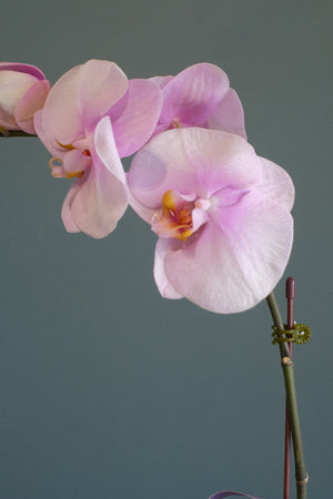 Love Being Your'chid- Blush Purple Bouquet by Bamboo Green Florist, Penang, photo 4