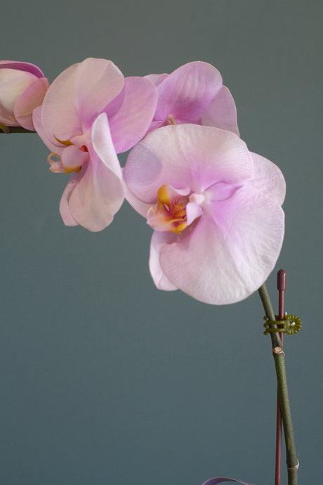 Love Being Your'chid- Blush Purple Bouquet by Bamboo Green Florist, Penang, photo 4