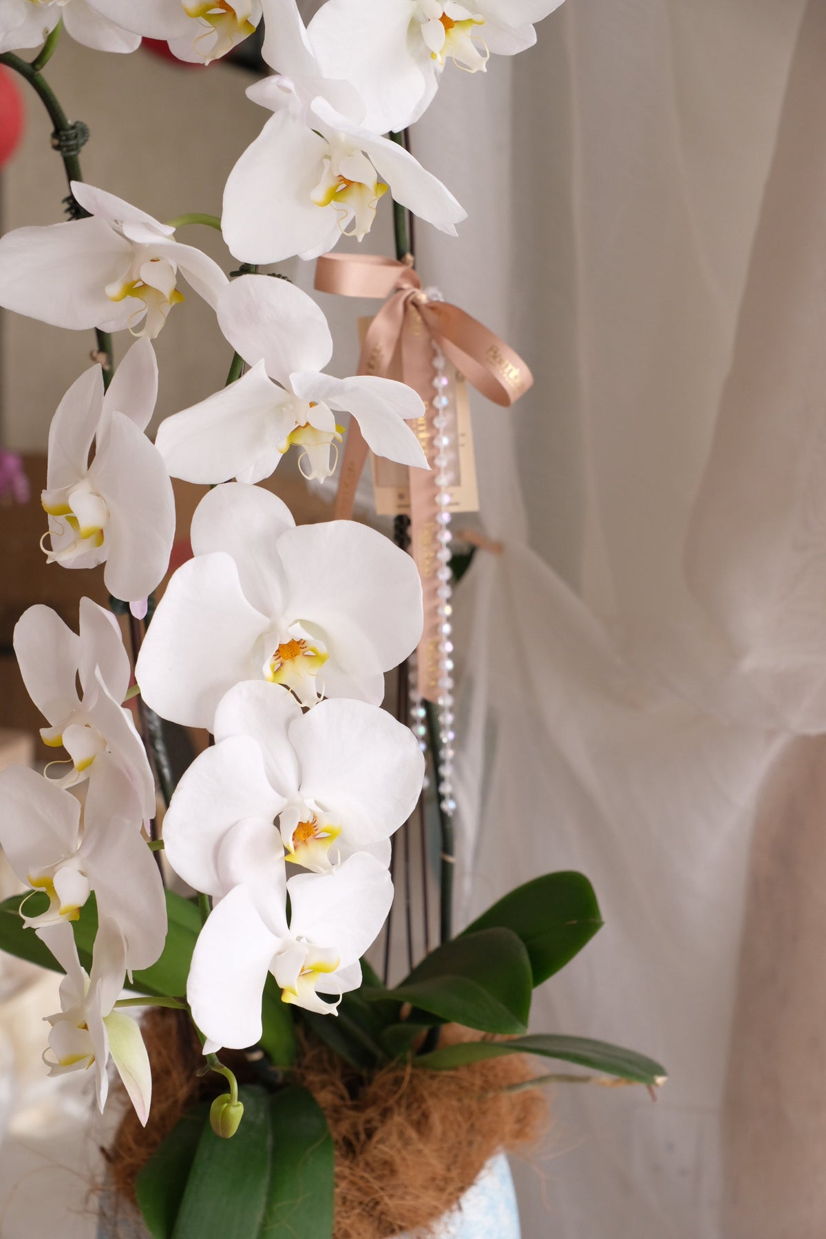 Puni Petals Orchids by Bamboo Green Florist, Penang, photo 4