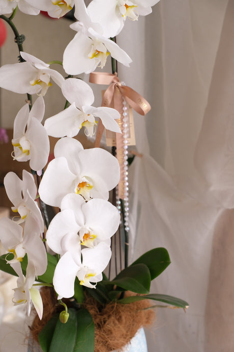Puni Petals Orchids by Bamboo Green Florist, Penang, photo 4