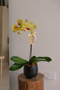 Yellow! Orchid Pot by Bamboo Green Florist, Penang, photo 3