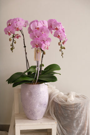 Fresh Lumière Phalaenopsis Orchids by Bamboo Green Florist, Penang