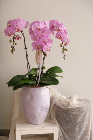 Fresh Lumière Phalaenopsis Orchids by Bamboo Green Florist, Penang