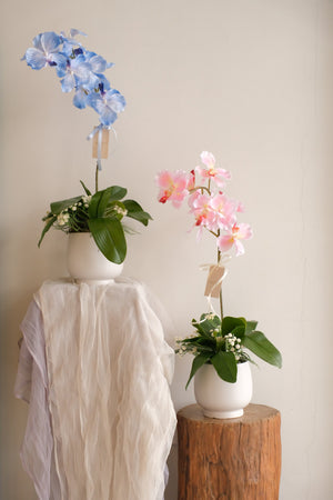 Minari Orchid Pot by Bamboo Green Florist, Penang