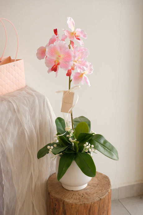 Minari Orchid Pot by Bamboo Green Florist, Penang, photo 2