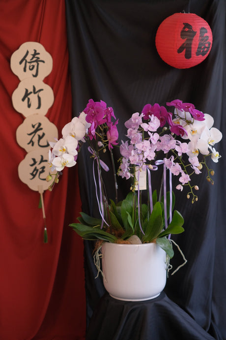 Phalaenopsis - Regal Prosperity Orchid Pot by Bamboo Green Florist, Penang, photo 2