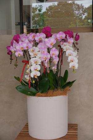 Mixed Phalaenopsis Orchids - Torres by Bamboo Green Florist, Penang, photo 7