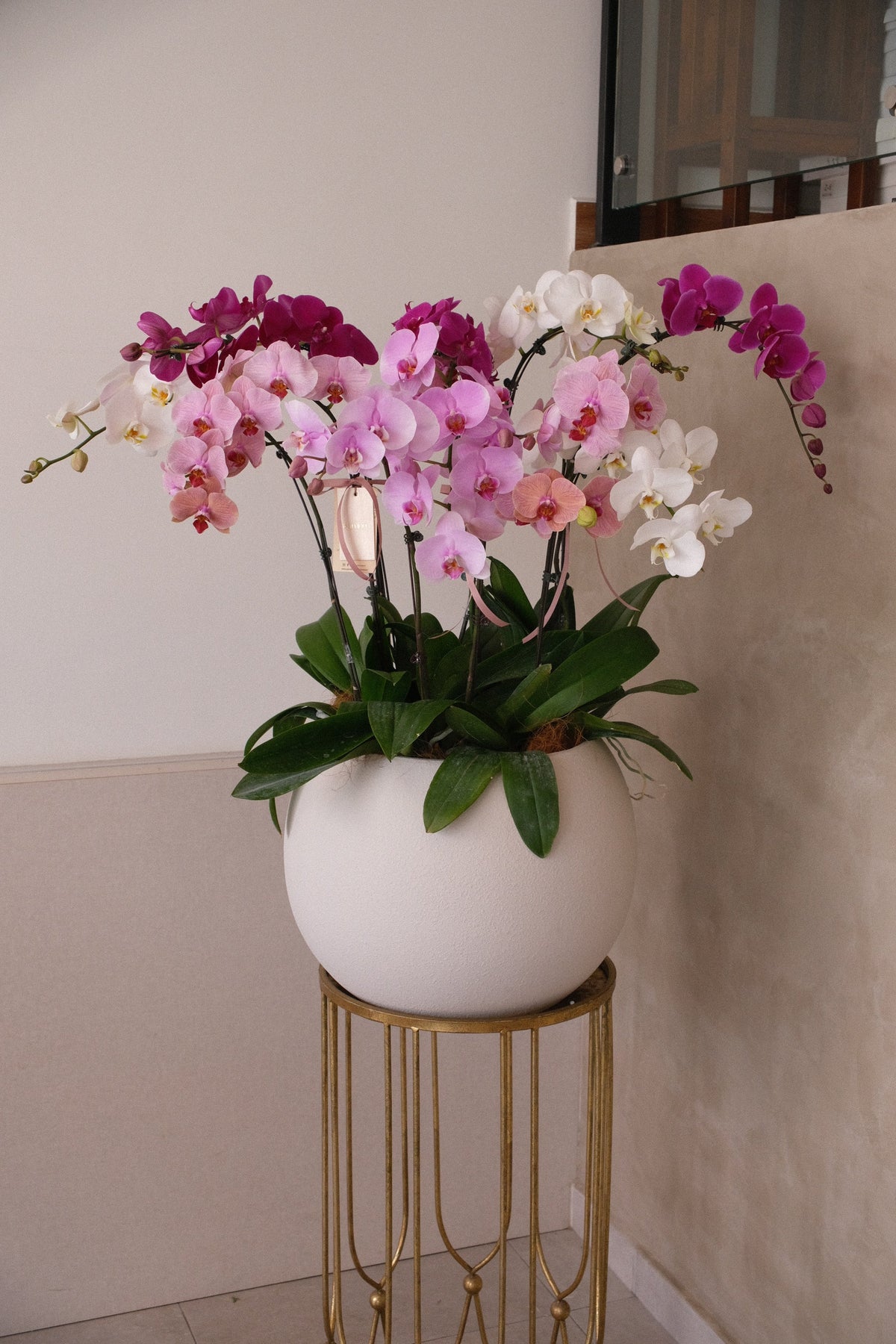 Mixed Phalaenopsis Orchids - Torres by Bamboo Green Florist, Penang, photo 4