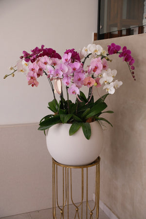Mixed Phalaenopsis Orchids - Torres by Bamboo Green Florist, Penang, photo 4