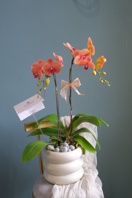 Phalaenopsis- Jinju Orange Orchid Pot by Bamboo Green Florist, Penang, photo 6