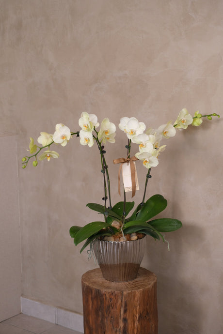 Phalaenopsis Orchids - Lunaria by Bamboo Green Florist, Penang, photo 2