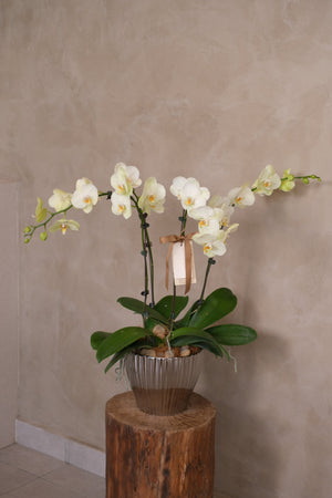 Phalaenopsis Orchids - Lunaria by Bamboo Green Florist, Penang, photo 3