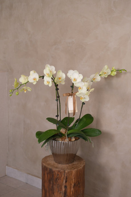 Phalaenopsis Orchids - Lunaria by Bamboo Green Florist, Penang, photo 3
